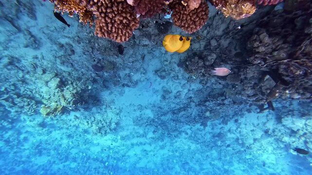Close-up of two pairs of tropical fish Golden Butterflyfish or Masked Butterflyfish (Chaetodon semilarvatus) and Red Sea Bannerfish (Heniochus intermedius) swim near coral reef, Slow motion