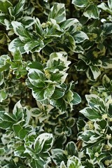 Bush with green and white leaves. Vertical background. Wallpapers phone.