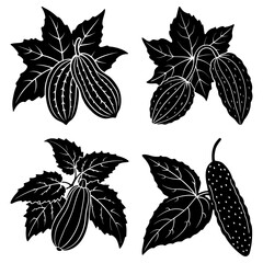 Illustration of four gourd plant arrangements with detailed leaves and gourd fruits in black and white