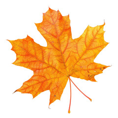 Obraz premium Vibrant autumn maple leaf