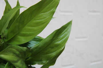 beautiful green leaves on a white background,
