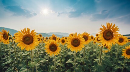 Obraz premium Vast Field of Sunflowers Under a Bright Sunny Sky with Rolling Hills in the Background