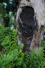 Tree trunk with a hole in it and green leaves surrounding it. Vertical composition ideal for phone wallpaper or minimal nature backgrounds.