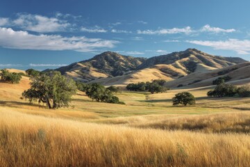 Fototapeta premium Expansive Golden Hills Under Clear Blue Sky Showcasing Nature s Beauty in Serene Landscape with Gentle Rolling Terrain