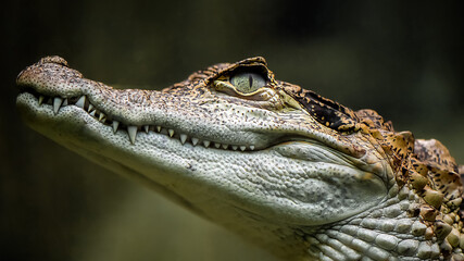 Portrait of a Common caiman underwater in an aquarium. Caiman crocodilus, Aquarium de Touraine, Touraine, Indre et Loire 37, région Centre Val de Loire, France, European Union, Europe