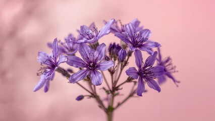 Fototapeta premium Delightful cluster of tiny blooms with lavender petals