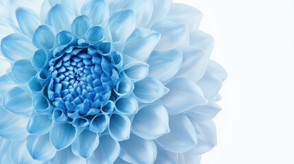 A vibrant light blue dahlia in full bloom, showcasing natural beauty with soft backlighting.