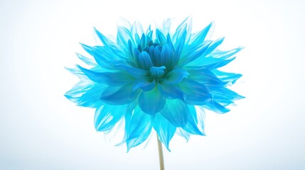 A vibrant light blue dahlia in full bloom, showcasing natural beauty with soft backlighting.