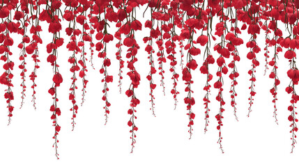 Obraz premium Beautiful hanging vines with red flowers isolated on white background