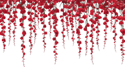 Beautiful hanging vines with red flowers isolated on white background