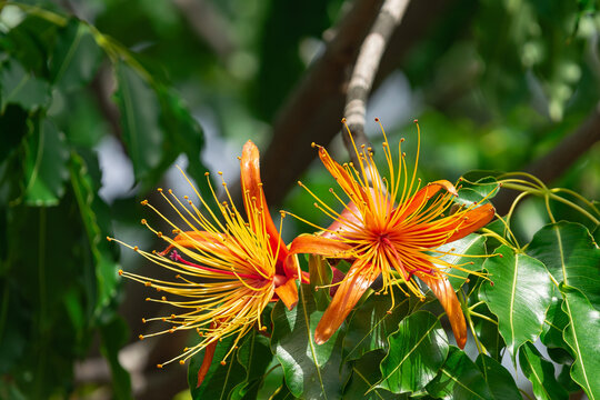 Adansonia za flowers blooming, with green leaves background