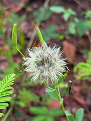 Delicate dandelion seed head ready to disperse seeds in a sun-dappled garden, evoking nature's beauty