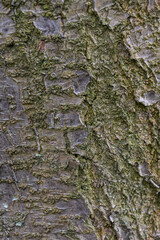 Close-up of Tree Bark with Moss Texture