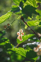 Close-up of a bunch of ripe white currants hanging from a branch, illuminated by sunlight filtering...