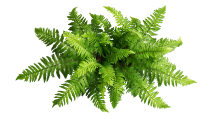 green fern plants in top view isolated on white background