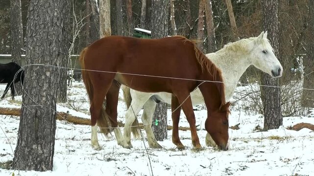 Bay and white horses walk in a snowy park in winter. Horseback riding, communication with horses, hippotherapy, horse breeding and care.