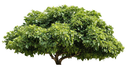Lush Green Plane Tree like bush - A Stunning Natural Detail isolated on white background