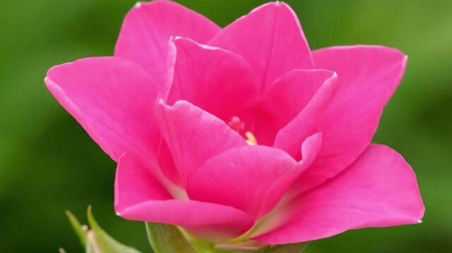 A closeup of a vibrant pink rosebud with lush green sepals set against a soft blurred green background