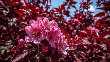 Close-up of bright pink blossoms set against crimson foliage