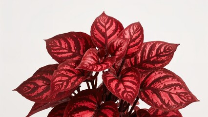 Attractive begonia plant showcasing bright red feathers