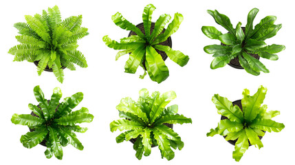 Set of Tropical foliage houseplant birds nest fern plant top view isolated on transparent background
