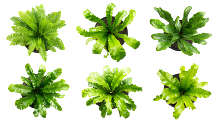 Set of Tropical foliage houseplant birds nest fern plant top view isolated on transparent background