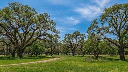 Fototapeta premium An outdoor camping spot amid dense trees and verdant fields
