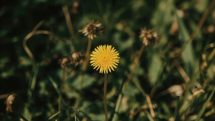 Obraz premium Vertical shot of a dandelion puff with soft-focused foliage behind