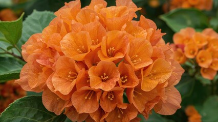 Macro view of a colorful orange Bougainvillea flower cluster, emphasizing the delicate, paper-thin bracts in assorted orange shades with touches of pink, creating a warm, textured composition.