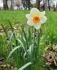 daffodils in spring