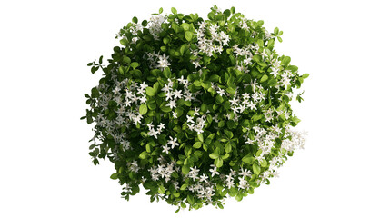 Obraz premium Top view of an isolated green bush with white flowers isolated on white background