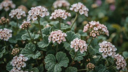 Fragrant and Attractive Pelargonium Crispum Flowers in the Backyard