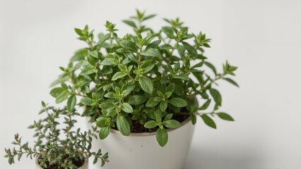 Potted oregano and thyme herbs with a blurred background, detailed view