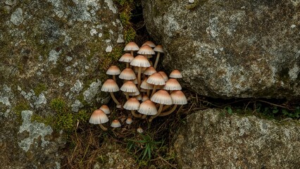 Delicate small mushrooms flourishing on a moss-covered rock wall, highlighting the contrast between soft pink tops and bright green moss on a coarse gray stone.