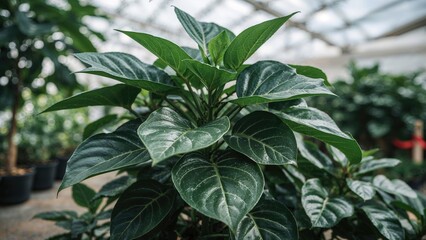 Obraz premium Close-up of fiddle leaf fig foliage showcased at a plant shop.