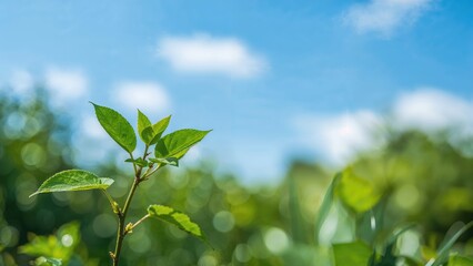Small leafy tree growing in front of a smooth green background, highlighting the importance of caring for the Earth and lowering global temperatures.