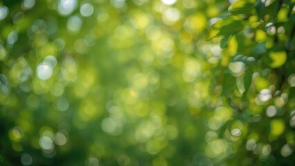 Obraz premium Blurred natural bokeh over an abstract green setting