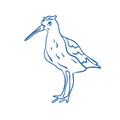 Fototapeta premium Hand drawn sandpiper bird standing – minimalist shorebird line art vector illustration 