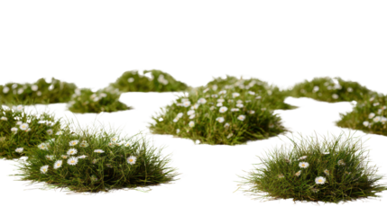 Green grass patches with white flowers on a white isolated background