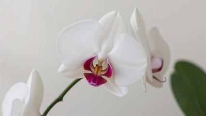 Fototapeta premium Graceful Phalaenopsis orchid in shades of white and purple with a hazy background