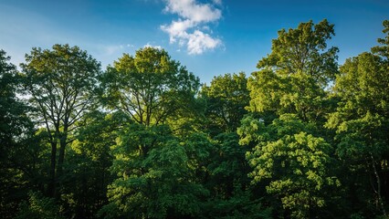 Obraz premium Picturesque green trees in a sunlit natural setting