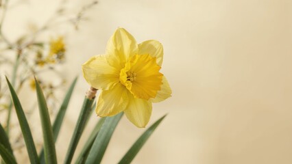 Bright daffodil blossoms capturing the essence of spring