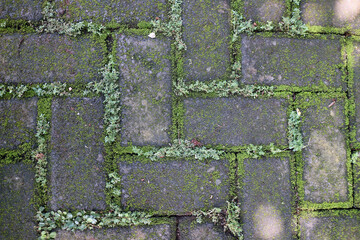 Moss Covered Stone Pavement with Greenery