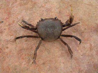 The Trichodactylidae are a family of crabs (Brachyura) and the only family within the superfamily Trichodactyloidea with 48 species in 15 genera. Amazon, Brazil.