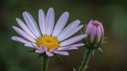 Obraz premium Close-up of a vibrant wildflower resembling a daisy in full bloom