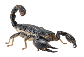 Scorpions, details, segmented body, venomous, arachnid, invertebrate,  black, and tan