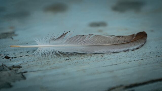 Isolated bird feather displayed on vintage wooden board, abstract texture