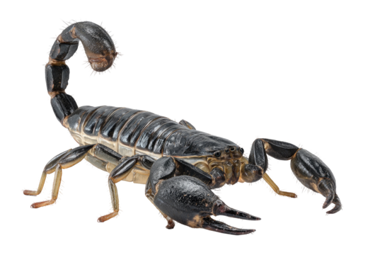 Scorpions, details, segmented body, venomous, arachnid, invertebrate,  black, and tan