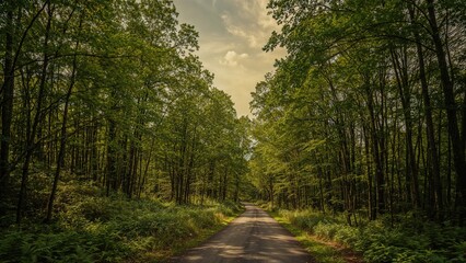 Obraz premium A portrait shot of a forest route with a backdrop of rich, leafy trees