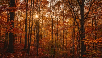 Obraz premium Abstract nature backdrop with trees and forest in fall
